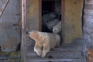 Cận cảnh gấu trắng chiếm trạm nghiên cứu giữa Bắc Cực hoang vắng