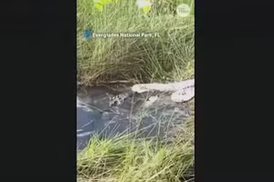 Cận cảnh cá sấu Everglades kéo trăn Miến Điện khổng lồ