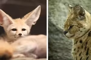 Những đôi tai kỳ lạ nhất thế giới động vật