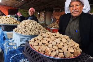 Nấm cục sa mạc, biểu tượng đắt giá của di sản ẩm thực Kuwait