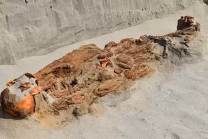 Một hài cốt cùng với những hài cốt khác được tìm thấy tại đền thờ ở Peru, có thể đã bị hiến tế. Ảnh: Giáo sư Henry Tantaleán.