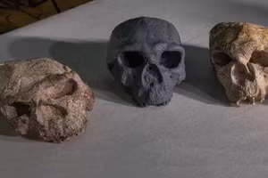 Bản sao phục dựng của Yunxian 2 (giữa) giữa mẫu gốc và mẫu Yunxian 1 bị biến dạng nhiều