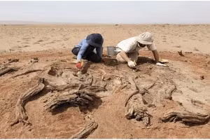 Khai quật tại G05 ở khu vực (A). Các nhánh lớn lộ ra ở góc đồn trú cao.