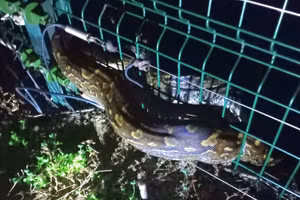 Kỳ tích cứu sống trăn khổng lồ bị mắc kẹt trong hàng rào điện