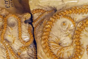 Phát hiện gây chấn động: Rắn cổ quấn chặt bên nhau 34 triệu năm trong lòng đất