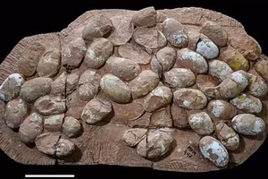 Các nhà nghiên cứu đang xem xét khả năng một số ổ trứng thực chất có thể thuộc về khủng long theropod.