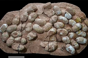 Các nhà nghiên cứu đang xem xét khả năng một số ổ trứng thực chất có thể thuộc về khủng long theropod.