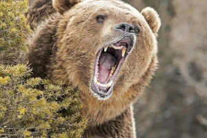 Những loài động vật sở hữu lực cắn đáng kinh ngạc trong tự nhiên