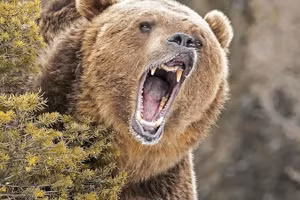 Những loài động vật sở hữu lực cắn đáng kinh ngạc trong tự nhiên