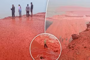Cận cảnh ‘mưa máu' kỳ lạ nhuộm đỏ bãi biển