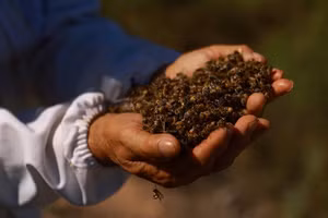 Hình ảnh hạn hán bất thường khiến cá và ong chết hàng loạt