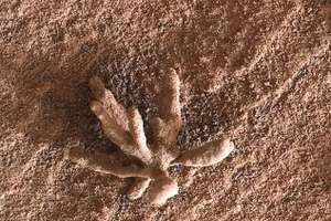 Xe tự hành đã tình cờ phát hiện ra một tảng đá giống như bông hoa vào năm 2022, tảng đá này cũng được hình thành từ thời xa xưa khi các khoáng chất được nước mang theo kết dính lại với nhau.