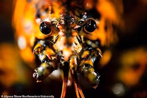 Cận cảnh tôm hùm calico siêu hiếm với tỷ lệ bắt được chỉ 1/30 triệu