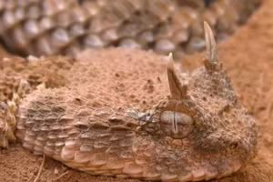 Khám phá bí mật sinh tồn phi thường của các loài rắn