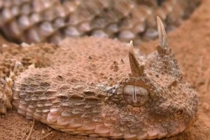 Khám phá bí mật sinh tồn phi thường của các loài rắn