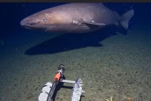 Cá mập khổng lồ bất ngờ xuất hiện dưới đáy biển Nam Cực gây chấn động