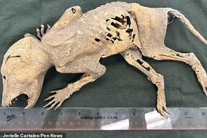 Sinh vật bí ẩn với bàn tay như người khiến các nhà khoa học đau đầu