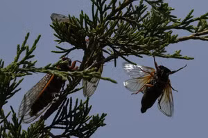 Hàng tỷ ve sầu trỗi dậy sau 17 năm, gây náo loạn miền đông nước Mỹ