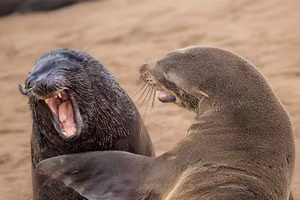 Những hình ảnh động vật hài hước nhất năm 2024