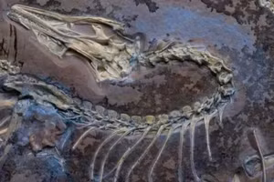 Loài chim khảo cổ Chicago Archaeopteryx dưới ánh sáng tia cực tím để hiển thị các mô mềm bên cạnh bộ xương.