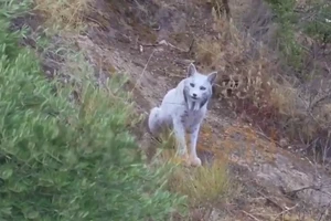 Linh miêu trắng cực hiếm bất ngờ xuất diện giữa rừng