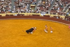Khoảnh khắc kinh hoàng đấu sĩ bị bò 680 kg hất văng tử nạn