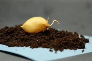 Các nhà nghiên cứu đã chọn giống đậu gà Myles cho nghiên cứu. 