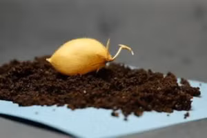 Các nhà nghiên cứu đã chọn giống đậu gà Myles cho nghiên cứu. 