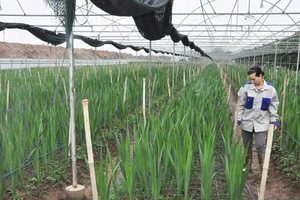 Nguồn tín dụng ưu đãi giúp người dân ứng dụng công nghệ cao vào phát triển sinh kế ở Hưng Yên. BHY