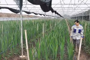 Nguồn tín dụng ưu đãi giúp người dân ứng dụng công nghệ cao vào phát triển sinh kế ở Hưng Yên. BHY