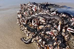 Những người đi biển được cảnh báo không nên chạm vào giun lửa vì chúng có lông cứng như kim, gây cảm giác nóng rát sau khi đốt da.