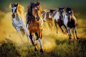 Hành trình ghi lại linh hồn tự do của loài ngựa