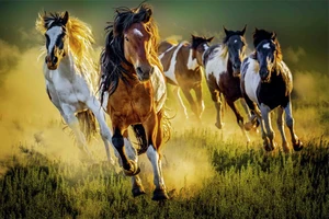 Hành trình ghi lại linh hồn tự do của loài ngựa