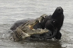 Khoảnh khắc trâu thoát chết ngoạn mục trước hàm cá sấu