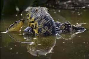 Những tác phẩm đoạt giải Nhiếp ảnh gia động vật hoang dã 2024