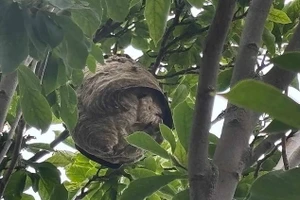 Nước Anh đứng trước nguy cơ hàng triệu ong bắp cày châu Á ồ ạt tràn vào