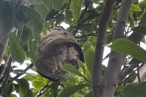 Nước Anh đứng trước nguy cơ hàng triệu ong bắp cày châu Á ồ ạt tràn vào