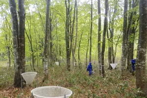 Ảnh cho thấy một cuộc khảo sát về tình trạng kết trái của cây dẻ gai vào tháng 5/2020 tại thành phố Semboku, tỉnh Akita. (Ảnh Kyodo)