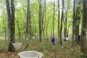 Ảnh cho thấy một cuộc khảo sát về tình trạng kết trái của cây dẻ gai vào tháng 5/2020 tại thành phố Semboku, tỉnh Akita. (Ảnh Kyodo)