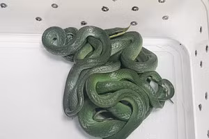 Hành khách máy bay bị bắt với 16 con rắn sống, bao gồm cả một con rắn chuột.