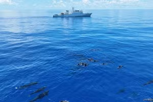 Một bức ảnh chụp bằng UAV cho thấy loài cá voi hoa tiêu vây ngắn đang bơi ở vùng biển Trung Quốc.