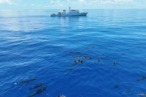 Một bức ảnh chụp bằng UAV cho thấy loài cá voi hoa tiêu vây ngắn đang bơi ở vùng biển Trung Quốc.