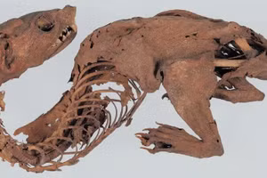 Giải mã bí ẩn 'rồng ướp xác' 1.000 năm tuổi tại Nhật Bản