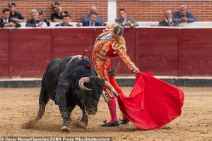 Nữ đấu sĩ 23 tuổi gây bất ngờ ở Madrid vì kỹ năng hạ bò tót
