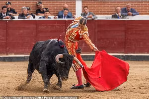 Nữ đấu sĩ 23 tuổi gây bất ngờ ở Madrid vì kỹ năng hạ bò tót