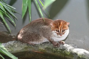 Mèo đầu phẳng hiếm bất ngờ tái xuất sau 30 năm