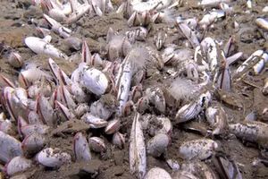 Động vật thân mềm hai mảnh vỏ được phát hiện trong quá trình thăm dò. Nguồn: IDSSE/CAS