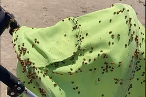 Kinh hoàng hàng triệu bọ rùa ồ ạt tràn vào nước Anh giữa nắng nóng