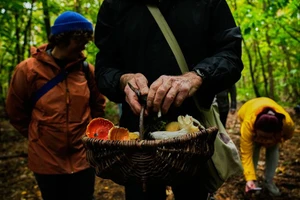 Săn nấm hoang dã ở Đức bất ngờ trở thành xu hướng sống xanh