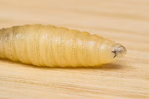 Ảnh minh họa loài giòi vít.